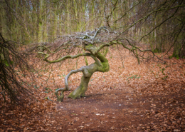 Hexenwald / Krüppelbuchen auf Rügen