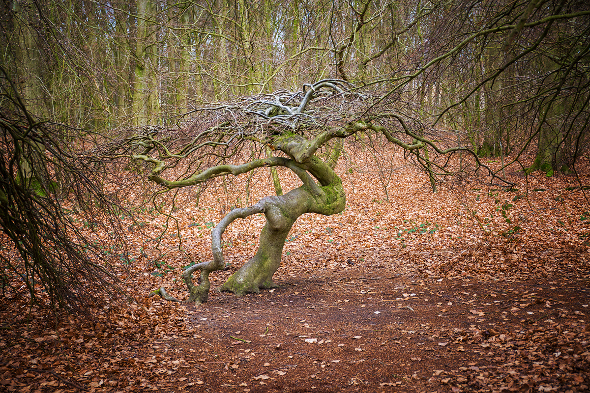 Hexenwald