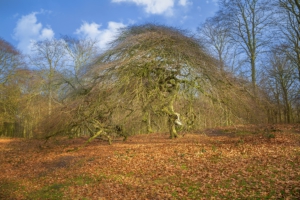 Hexenwald / Krüppelbuchen auf Rügen