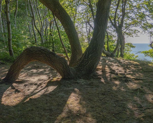 Rügens Märchenwald