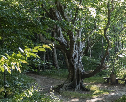 Rügens Märchenwald