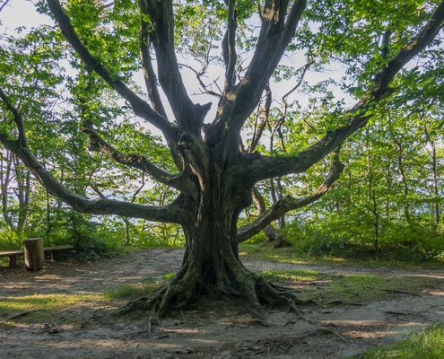 Rügens Märchenwald