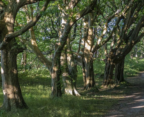 Rügens Märchenwald