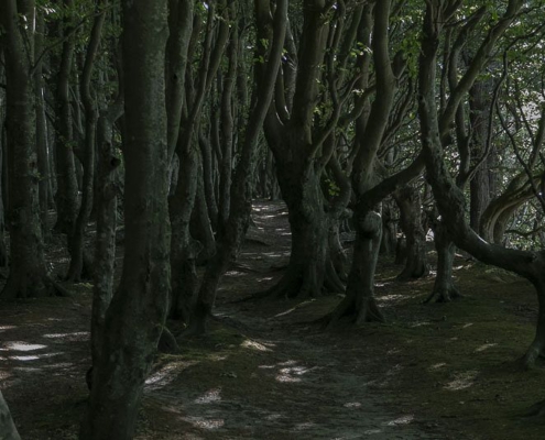 Rügens Märchenwald