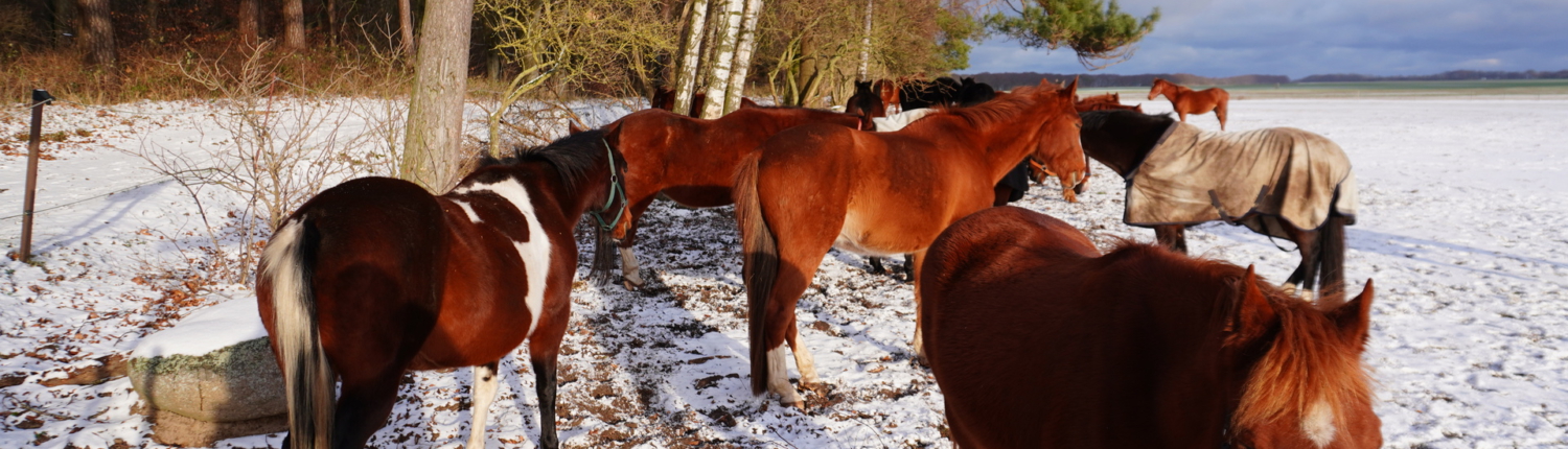 Winter auf der Halbinsel Wittow auf Rügen