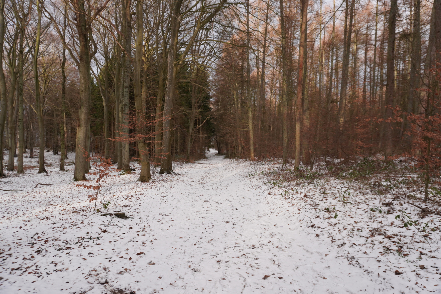 Winter auf der Halbinsel Wittow auf Rügen