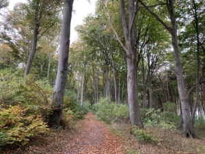 Wandern - Westküste: Wieker Bodden: Kap Arkona - Wiek
